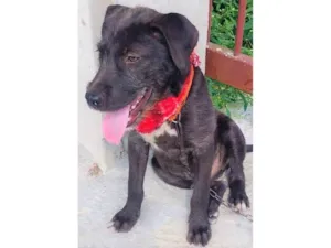 Cachorro raça SRD-ViraLata idade 2 a 6 meses nome Simba