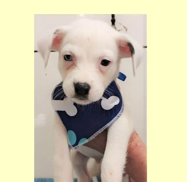 Cachorro ra a SRD-ViraLata idade 2 a 6 meses nome Miguel