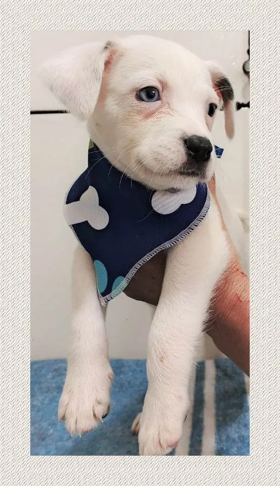 Cachorro ra a SRD-ViraLata idade 2 a 6 meses nome Miguel