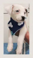 Miguel