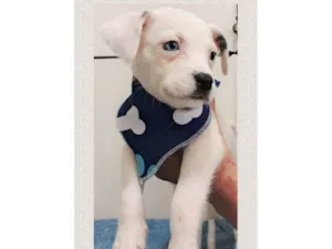 Cachorro raça SRD-ViraLata idade 2 a 6 meses nome Miguel