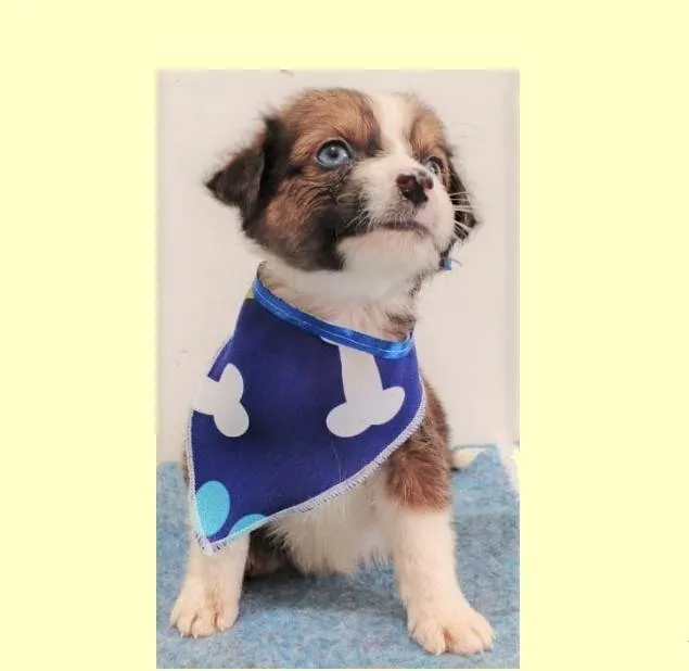 Cachorro ra a SRD-ViraLata idade 2 a 6 meses nome Max