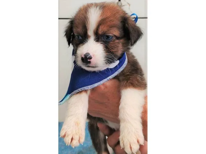 Cachorro ra a SRD-ViraLata idade 2 a 6 meses nome Max