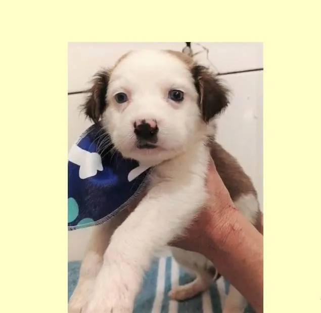 Cachorro ra a SRD-ViraLata idade 2 a 6 meses nome Matheus