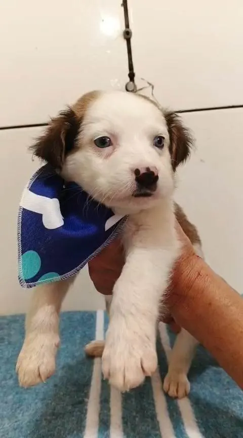 Cachorro ra a SRD-ViraLata idade 2 a 6 meses nome Matheus