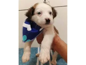 Cachorro raça SRD-ViraLata idade 2 a 6 meses nome Matheus