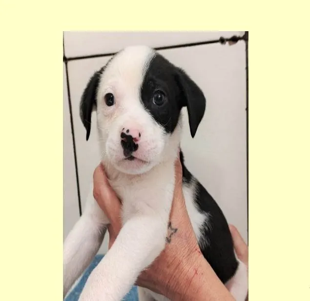 Cachorro ra a SRD-ViraLata idade 2 a 6 meses nome Martin