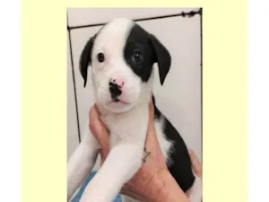 Cachorro raça SRD-ViraLata idade 2 a 6 meses nome Martin