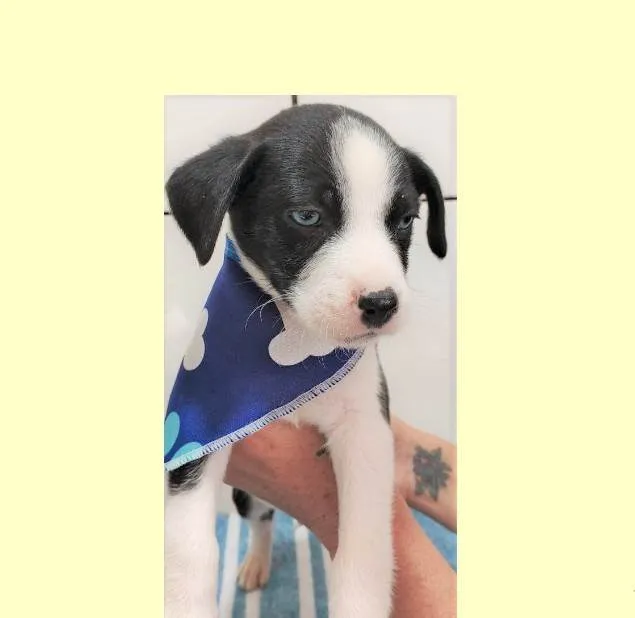 Cachorro ra a SRD-ViraLata idade 2 a 6 meses nome Marley