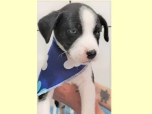 Cachorro raça SRD-ViraLata idade 2 a 6 meses nome Marley
