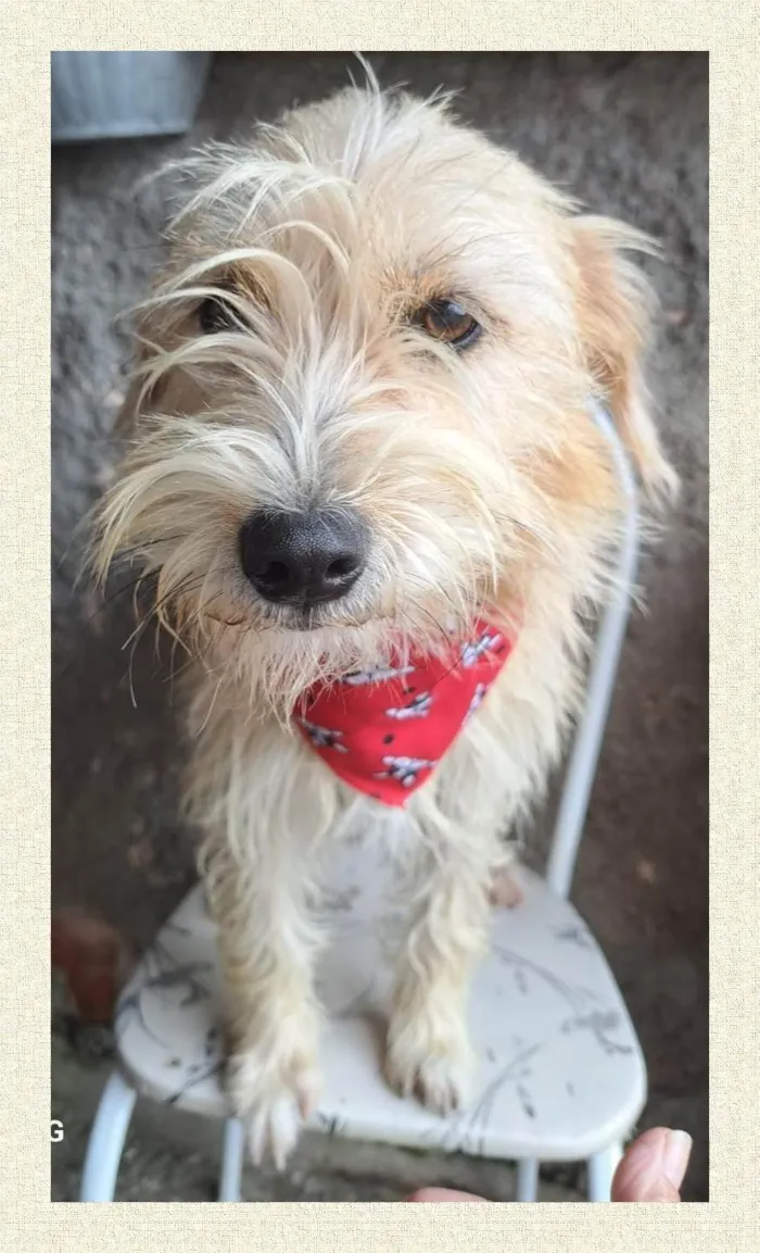 Cachorro ra a SRD-ViraLata idade 1 ano nome Amora