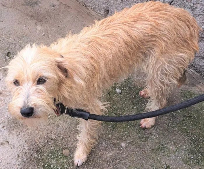 Cachorro ra a SRD-ViraLata idade 1 ano nome Amora