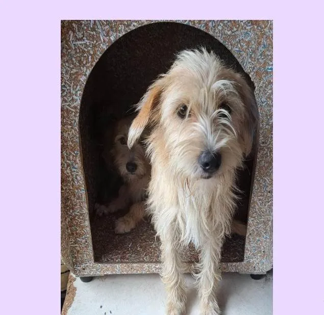 Cachorro ra a SRD-ViraLata idade 1 ano nome Amora