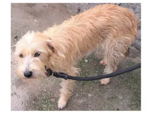 Cachorro raça SRD-ViraLata idade 1 ano nome Amora