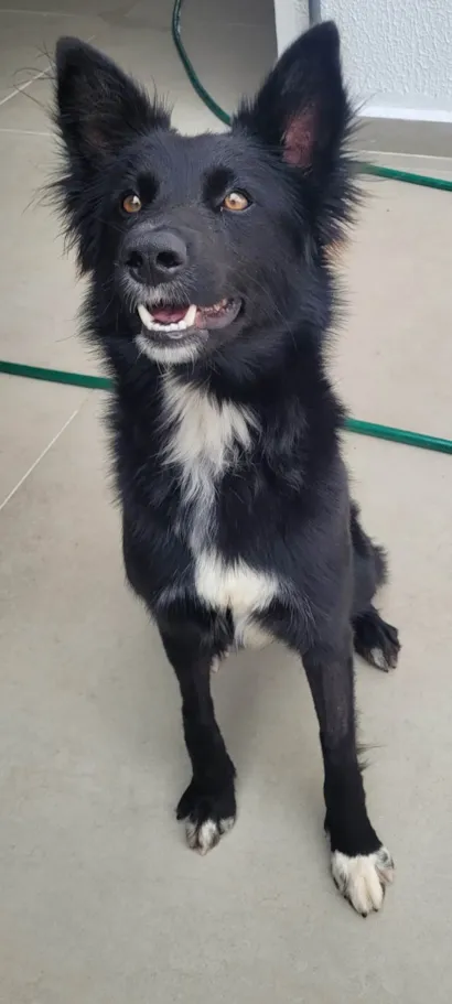 Cachorro raça SRD-ViraLata idade 1 ano nome Naruto