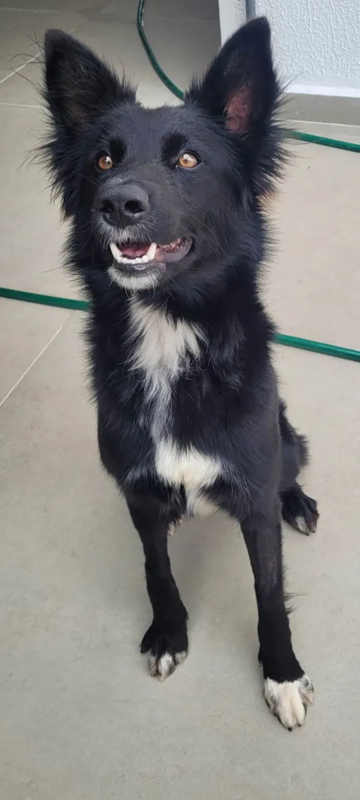 Cachorro ra a SRD-ViraLata idade 1 ano nome Naruto