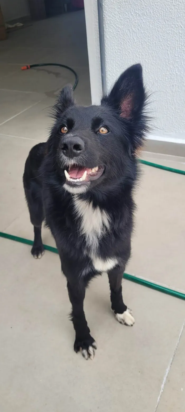 Cachorro ra a SRD-ViraLata idade 1 ano nome Naruto