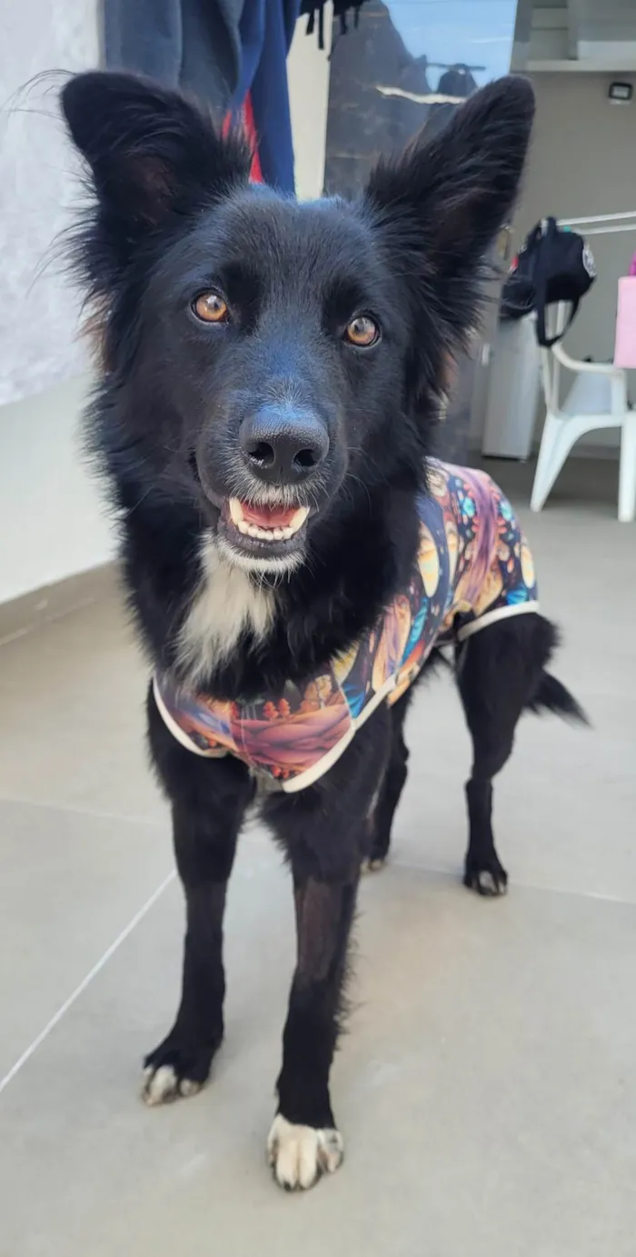 Cachorro ra a SRD-ViraLata idade 1 ano nome Naruto
