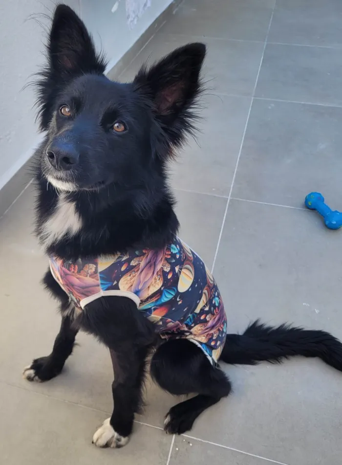 Cachorro ra a SRD-ViraLata idade 1 ano nome Naruto