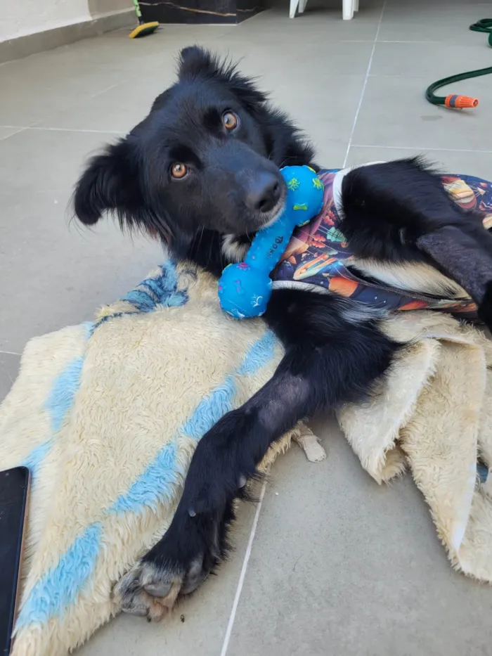 Cachorro ra a SRD-ViraLata idade 1 ano nome Naruto