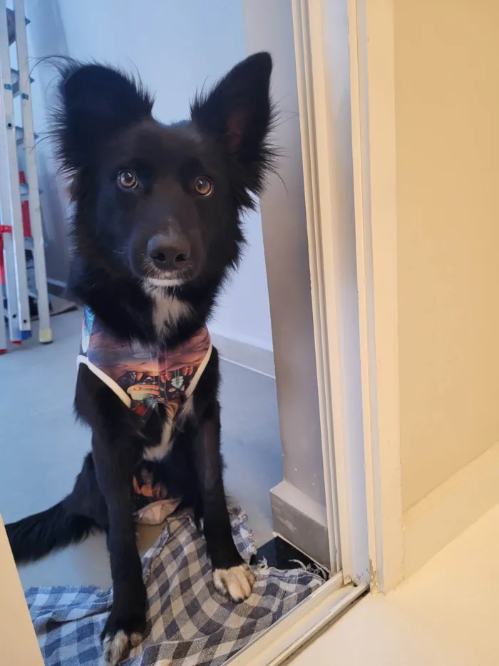 Cachorro ra a SRD-ViraLata idade 1 ano nome Naruto