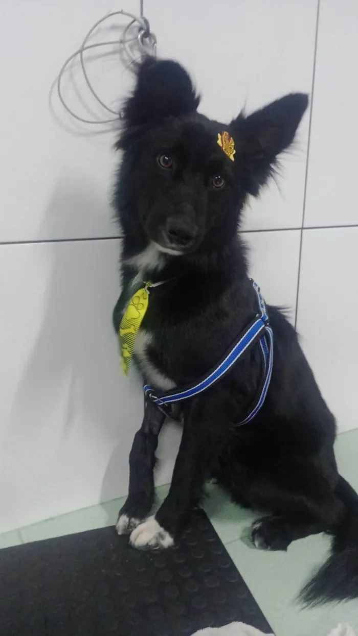 Cachorro ra a SRD-ViraLata idade 1 ano nome Naruto
