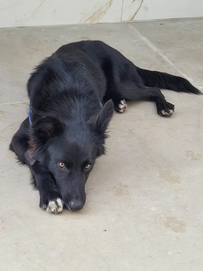 Cachorro ra a SRD-ViraLata idade 1 ano nome Naruto