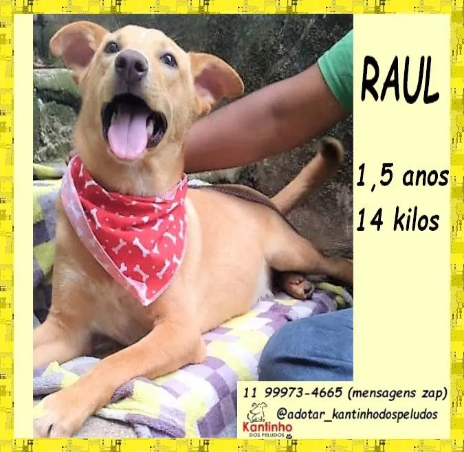 Cachorro ra a SRD-ViraLata idade 1 ano nome Raul