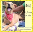 Raul