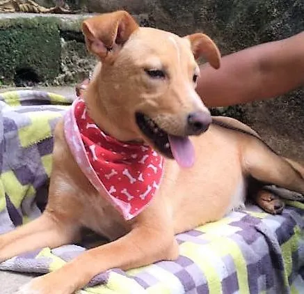 Cachorro ra a SRD-ViraLata idade 1 ano nome Raul