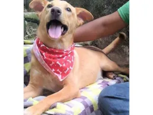 Cachorro raça SRD-ViraLata idade 1 ano nome Raul
