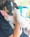 Paloma
