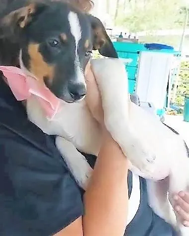 Cachorro ra a SRD-ViraLata idade 7 a 11 meses nome Paloma