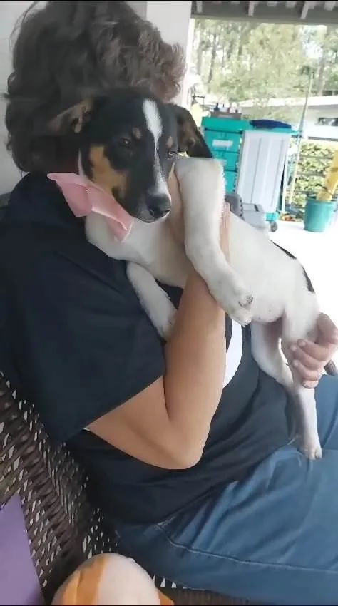 Cachorro ra a SRD-ViraLata idade 7 a 11 meses nome Paloma