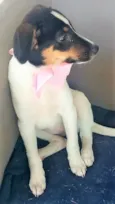 Paloma