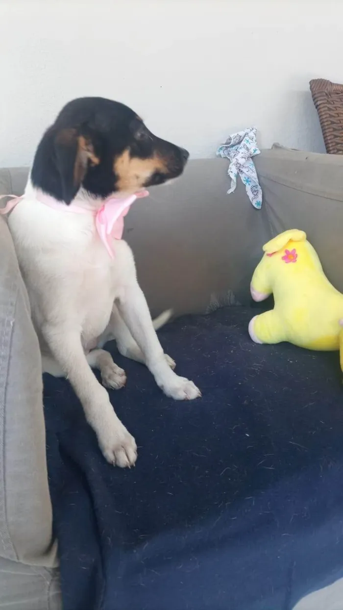 Cachorro ra a SRD-ViraLata idade 7 a 11 meses nome Paloma