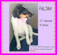 Paloma