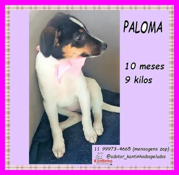 Cachorro ra a SRD-ViraLata idade 7 a 11 meses nome Paloma
