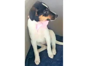Cachorro raça SRD-ViraLata idade 7 a 11 meses nome Paloma