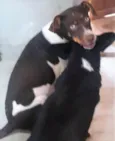 Paloma