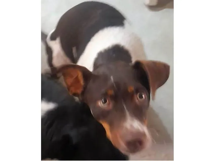 Cachorro ra a SRD-ViraLata idade 1 ano nome Paloma