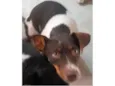 Paloma