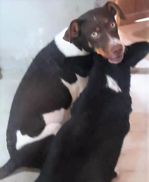 Cachorro ra a SRD-ViraLata idade 1 ano nome Melissa