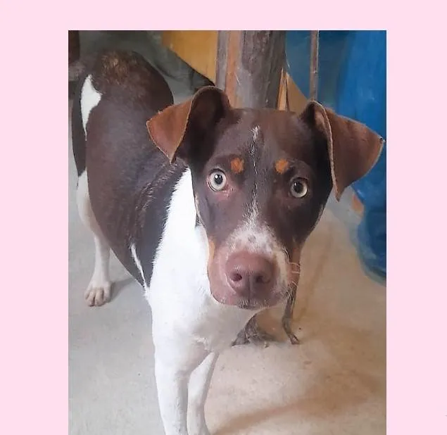 Cachorro ra a SRD-ViraLata idade 1 ano nome Melissa