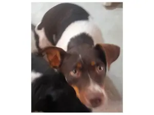 Cachorro raça SRD-ViraLata idade 1 ano nome Melissa