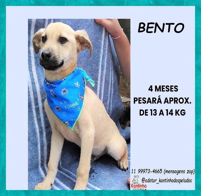 Cachorro ra a SRD-ViraLata idade 2 a 6 meses nome Bento
