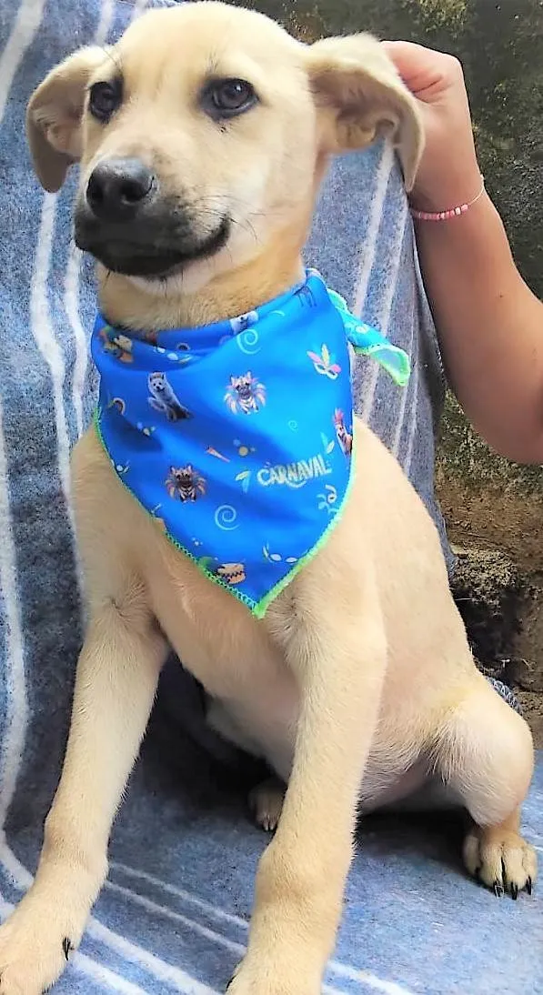 Cachorro ra a SRD-ViraLata idade 2 a 6 meses nome Bento