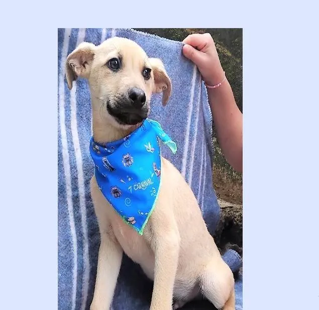Cachorro ra a SRD-ViraLata idade 2 a 6 meses nome Bento