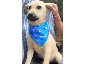 Cachorro raça SRD-ViraLata idade 2 a 6 meses nome Bento