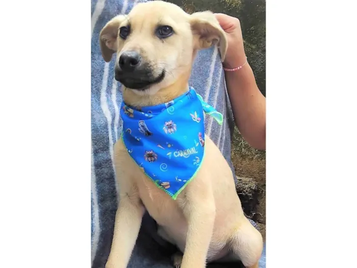 Cachorro ra a SRD-ViraLata idade 2 a 6 meses nome Bento